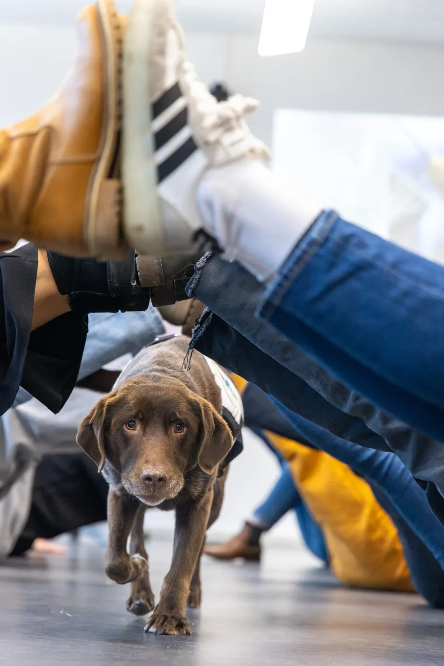Ein junger Labrador mit Kompetenzhunde-Weste läuft durch eine Gruppe sitzender Menschen auf die Kamera zu